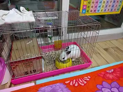 토끼집 만들기