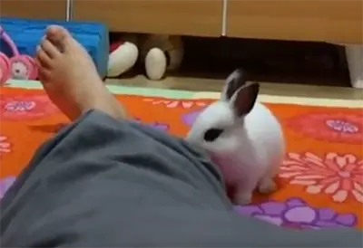 토끼와 친해지기