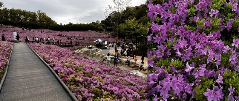 불암산 철쭉